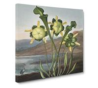 Pitcher Plant by Robert John Thornton Canvas Print | Gallery Wrapped 30mm Frame Wall Art | 20x20 inches | Ready to Hang | Retro Floral Picture | Living Room Bedroom Lounge Office