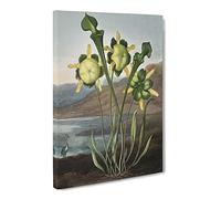 Pitcher Plant By Robert John Thornton Canvas Print | Gallery Wrapped 30mm Frame Wall Art | 24x16 inches | Ready to Hang | Retro Floral Picture | Living Room Bedroom Lounge Office