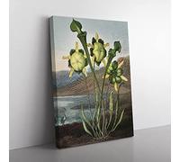 Pitcher Plant By Robert John Thornton Vintage Canvas Wall Art Print Ready to Hang, Framed Picture for Living Room Bedroom Home Office Décor, 76x50 cm (30x20 Inch)