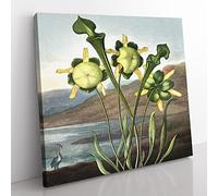 Pitcher Plant by Robert John Thornton Vintage Canvas Wall Art Print Ready to Hang, Framed Picture for Living Room Bedroom Home Office Décor, 35x35 cm (14x14 Inch)
