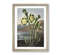 Pitcher Plant By Robert John Thornton Vintage Framed Print | A3 Oak Framed Wall Art | Ready to Hang | Classic Floral Picture | Living Room Bedroom Lounge Office
