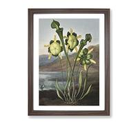 Pitcher Plant By Robert John Thornton Vintage Framed Wall Art Print, Ready to Hang Picture for Living Room Bedroom Home Office Décor, Walnut A4 (34 x 25 cm)