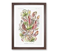Pitcher Plants by Ernst Haeckel Framed Print | A2 Walnut Framed Wall Art | Ready to Hang | Modern Floral Picture | Living Room Bedroom Lounge Office
