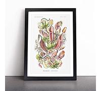 Pitcher Plants By Ernst Haeckel Framed Wall Art Picture Print - Canvas Painting - Modern Home Décor Poster - Ready to Hang for Living Room Bedroom Kitchen - Black A3 (36 x 48 cm)