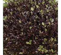 Pittosporum Tom Thumb Dwarf Purple-Leaved Evergreen 3L Pot