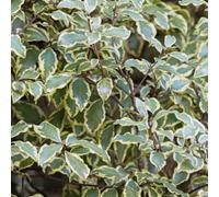 Pittosporum Variegatum Silver Cream Evergreen Shrub