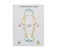 PIUHRKLEVD Dog Teeth Anatomy Chart Canine Poster 42 Teeth Numbering Guide Educational Veterinary Reference Canvas Art Print for Bedroom Living Room Classroom Decor(Unframed,08x12inch(20x30cm))