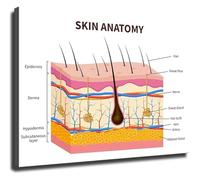 PIUHRKLEVD Human Skin Anatomy Poster Layers Diagram Educational Chart Canvas Print Wall-Art for Beauty Clinic School and Home Office Decor(Unframed,16x24inch(40x60cm))