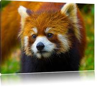 Pixxprint Red panda bear on tree branch image on canvas, XXL Pictures completely framed with large wedge frames, wall picture art print with frame, Leinwand Format:80x60 cm
