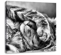 Pixxprint Shy cute cat 40x40 cm canvas print decoration, wall picture, ready stretched, art print