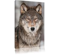 Pixxprint Watchful Wolf 60x40cm canvas art print mural