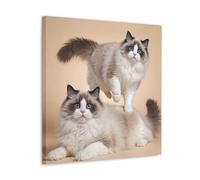 PIZKEEP Cute Portrait of Pet Ragdoll Cat Modern Decoration for the Home 24 x 24 inches (60 x 60 cm)