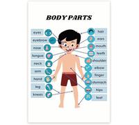 PKNVKZIDK Educational Body Parts Poster for, Human Anatomy Chart, Biology School Learning Aid, Visual Wall Decor by Bliss Monkey Co Unframed,12x18inch(30x45cm)