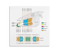 PKNVKZIDK Equine Anatomy Poster Horse Health Care Guide Veterinary Reference Chart for Barn Tack Room Office Wall-Art 8 X 12 in