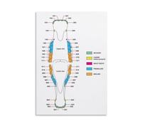 PKNVKZIDK Equine Chart and Horse Teeth Anatomy Canvas Print Wall-Art for Home Veterinary Decor Framed,08x12inch(20x30cm)