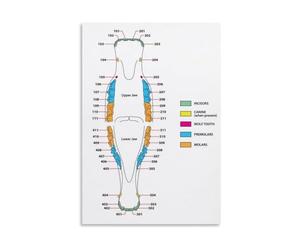 PKNVKZIDK Equine Chart and Horse Teeth Anatomy Canvas Print Wall-Art for Home Veterinary Decor Framed,16x24inch(40x60cm)