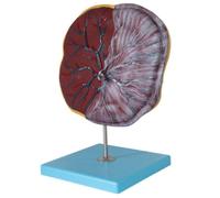Placenta and The Umbilical Cord Model Scientifically Human Anatomy PVC Material Anatomy Teaching Model for Medical Training Aid Tool