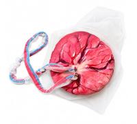 Placenta Umbilical Cord Anatomical Model Childbirth Education Doll | Life-Size Female Education Model with Both Amniotic Chorionic Membranes for Obstetrics Gynecology Midwifery Teaching