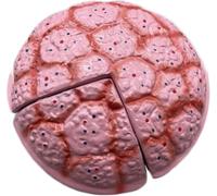 Placenta Umbilical Cord Anatomical Model, Life-Size Female Childbirth Education Model with Both Amniotic and Chorionic Membranes for Obstetrics and Gynecology Midwifery Teaching