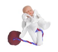 PLAFOPE 1 Set Obstetric Practice Pelvis Model For Teaching Birth Anatomy: Pelvis Birth Process Simulator For Prenatal Education And Labor Demonstration