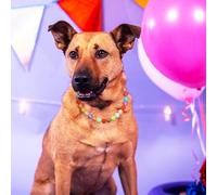 PLAFOPE Adjustable Size Resin Dog Necklace Collar with Distinctive Candy Colour and Fashionable Design, Strong and Stylish Pet Jewelry for Dogs and Cats, for Weddings and Parties
