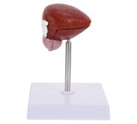 PLAFOPE Bladder Anatomical Model for Classroom Teaching Aid and Realistic Biological Demonstration Model Medical Anatomy for School Biology Lessons