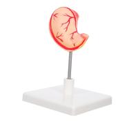 PLAFOPE High Precision Stomach Study Model for Medical Students and Professionals Detailed Human Gastric Anatomy Educational Tool for Biology and Physiology Learning
