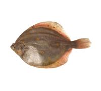 Plaice Box 10kg - Fresh Whole Plaice for Restaurants and Seafood Lovers