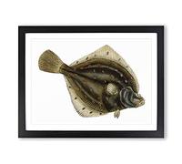 Plaice Fish By Edward Donovan Vintage Framed Print | A2 Black Framed Wall Art | Ready to Hang | Classic Animal Picture | Living Room Bedroom Lounge Office