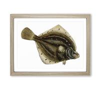 Plaice Fish By Edward Donovan Vintage Framed Print | A2 Oak Framed Wall Art | Ready to Hang | Classic Animal Picture | Living Room Bedroom Lounge Office