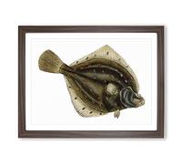 Plaice Fish By Edward Donovan Vintage Framed Print | A3 Walnut Framed Wall Art | Ready to Hang | Classic Animal Picture | Living Room Bedroom Lounge Office