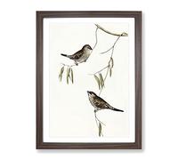 Plain Coloured Finch Bird By Elizabeth Gould Vintage Framed Print | A3 Walnut Framed Wall Art | Ready to Hang | Classic Nature Picture | Living Room Bedroom Lounge Office
