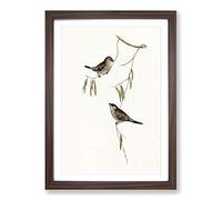 Plain-Coloured Finch by Elizabeth Gould Framed Print | A2 Walnut Framed Wall Art | Ready to Hang | Modern Nature Picture | Living Room Bedroom Lounge Office