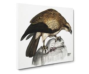 Plain Fishing Eagle by John Edward Gray Canvas Print | Gallery Wrapped 30mm Frame Wall Art | 14x14 inches | Ready to Hang | Modern Animals Picture | Living Room Bedroom Lounge Office