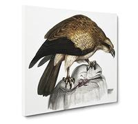 Plain Fishing Eagle by John Edward Gray Canvas Print | Gallery Wrapped 30mm Frame Wall Art | 20x20 inches | Ready to Hang | Modern Animals Picture | Living Room Bedroom Lounge Office