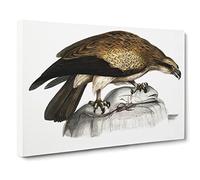 Plain Fishing Eagle By John Edward Gray Canvas Print | Gallery Wrapped 30mm Frame Wall Art | 30x20 inches | Ready to Hang | Retro Animals Picture | Living Room Bedroom Lounge Office