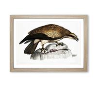 Plain Fishing Eagle by John Edward Gray Framed Print | A2 Oak Framed Wall Art | Ready to Hang | Modern Animal Picture | Living Room Bedroom Lounge Office