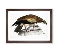 Plain Fishing Eagle by John Edward Gray Framed Print | A2 Walnut Framed Wall Art | Ready to Hang | Modern Animal Picture | Living Room Bedroom Lounge Office