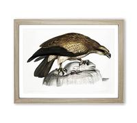 Plain Fishing Eagle By John Edward Gray Vintage Framed Print | A2 Oak Framed Wall Art | Ready to Hang | Classic Animal Picture | Living Room Bedroom Lounge Office