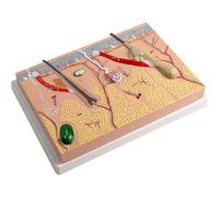 Planar Skin Tissue Structure Magnification Model Human Skin Anatomy Model for Education Training Aid Medical Students Lab Classroom Use
