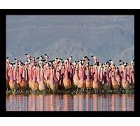 Planet Earth 2 (Andean Flamingo) 30 x 40cm Memorabilia