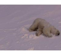 Planet Earth - E01 - From Pole to Pole