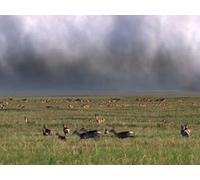 Planet Earth - E07 - Great Plains