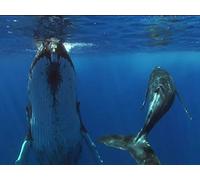 Planet Earth - E09 - Shallow Seas