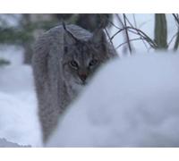 Planet Earth - E10 - Seasonal Forests
