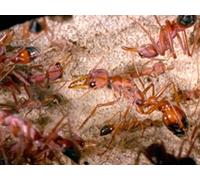 Planet of the Ants
