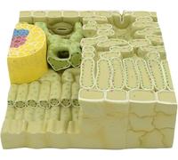 Plant Anatomy Leaf Structure Model Biology Botany Leaf Structure Models Leaf Organelle Tissue Anatomical Model for School Students Teaching Demonstration