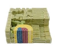 Plant Anatomy Model, Biology, Botany, Leaf Structure Models, Leaf Organelle, Tissue, Student Model, Teaching Demonstration