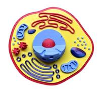 Plant Anatomy Model Biology Science Cell Models Biology Learning Aid for Classroom Display Lab Experiments Cell