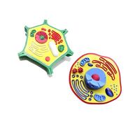 Plant Anatomy Model Biology Science Cell Models Biology Learning Aid for Classroom Display Lab Experiments Cell